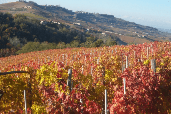 Vignoble Azienda Giribaldi - L'excellence de l'art viticole dans le Piémont