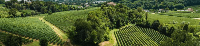 Il Colle, Azienda Vitivinicola
